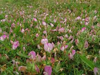 Ononis repens ssp repens 91, Saxifraga-Hans Grotenhuis