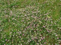 Ononis repens ssp repens 92, Saxifraga-Hans Grotenhuis