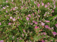 Ononis repens ssp repens 93, Saxifraga-Hans Grotenhuis