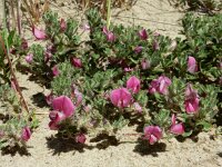 Ononis repens ssp repens 99, Kruipend stalkruid, Saxifraga-Ed Stikvoort : Vlissingen s9900