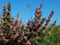 Ononis repens ssp spinosa 101, Kattendoorn, Saxifraga-Ed Stikvoort