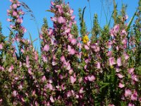 Ononis repens ssp spinosa 102, Kattendoorn, Saxifraga-Ed Stikvoort