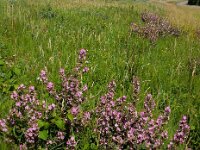 Ononis repens ssp spinosa 103, Kattendoorn, Saxifraga-Ed Stikvoort