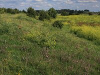 Ononis repens ssp spinosa 11, Kattendoorn, Saxifraga-Hans Boll