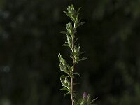 Ononis repens ssp spinosa 51, Kattendoorn, Saxifraga-Jan van der Straaten