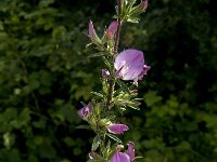 Ononis repens ssp spinosa 69, Kattendoorn, Saxifraga-Jan van der Straaten