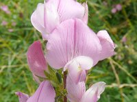 Ononis repens ssp spinosa 95, Saxifraga-Hans Grotenhuis