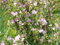 Ononis repens ssp spinosa 96, Saxifraga-Hans Grotenhuis
