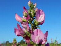 Ononis repens ssp spinosa 98, Kattendoorn, Saxifraga-Ed Stikvoort