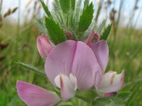 Ononis spinosa ssp marina 73, Saxifraga-Rutger Barendse