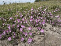 Ononis spinosa ssp procurrens 85, Kruipend stalkruid, Saxifraga-Willem van Kruijsbergen