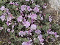 Ononis spinosa ssp procurrens 88, Kruipend stalkruid, Saxifraga-Willem van Kruijsbergen