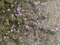 Ononis spinosa ssp procurrens 89, Kruipend stalkruid, Saxifraga-Willem van Kruijsbergen