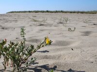 Ononis variegata 13, Saxifraga-Jeroen Willemsen