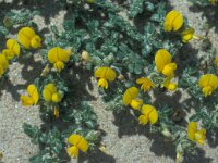 Ononis variegata 3, Saxifraga-Jan van der Straaten