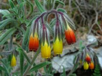 Onosma frutescens 3, Saxifraga-Ed Stikvoort