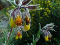 Onosma frutescens 6, Saxifraga-Ed Stikvoort