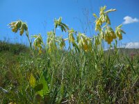 Onosma microcarpa 2, Saxifraga-Ed Stikvoort