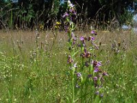 Ophrys apifera 106, Bijenorchis, Saxifraga-Ed Stikvoort