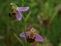 Ophrys apifera 11, Bijenorchis, Saxifraga-Willem van Kruijsbergen