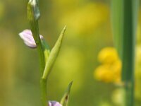 Ophrys apifera 117, Bijenorchis, Saxifraga-Hans Dekker