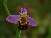 Ophrys apifera 12, Bijenorchis, Saxifraga-Willem van Kruijsbergen
