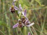 Ophrys apifera 126, Bijenorchis, Saxifraga-Willem van Kruijsbergen
