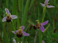 Ophrys apifera 14, Bijenorchis, Saxifraga-Willem van Kruijsbergen