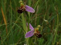 Ophrys apifera 15, Bijenorchis, Saxifraga-Willem van Kruijsbergen