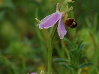 Ophrys apifera 19, Bijenorchis, Saxifraga-Willem van Kruijsbergen