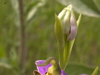 Ophrys apifera : Gebied, Israel, Ophrys, Orchid, www.Saxifraga.nl