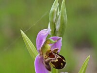 Ophrys apifera 33, Bijenorchis, Saxifraga-Jeroen Willemsen
