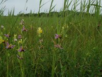 Ophrys apifera 6, Bijenorchis, Saxifraga-Willem van Kruijsbergen