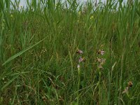 Ophrys apifera 7, Bijenorchis, Saxifraga-Willem van Kruijsbergen