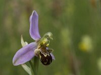 Ophrys apifera 73, Bijenorchis, Saxifraga-Willem van Kruijsbergen