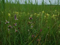 Ophrys apifera 8, Bijenorchis, Saxifraga-Willem van Kruijsbergen