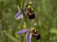 Ophrys apifera 88, Bijenorchis, Saxifraga-Willem van Kruijsbergen