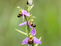 Ophrys apifera 93, Bijenorchis, Saxifraga-Bart Vastenhouw