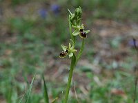 Ophrys araneola 14, Saxifraga-Willem van Kruijsbergen