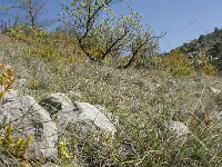 Ophrys araneola 27, habitat, Saxifraga-Willem van Kruijsbergen