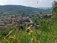 Ophrys araneola 5, Saxifraga-Hans Dekker
