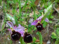 Ophrys argolica ssp biscutella 9, Saxifraga-Ed Stikvoort.tif