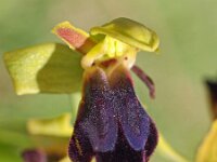 Ophrys arnoldii 5, Saxifraga-Hans Dekker