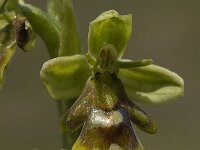 Ophrys aymoninii 5, Saxifraga-Jan van der Straaten