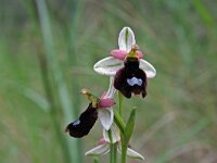 Ophrys bertolonii 9, Saxifraga-Jeroen Willemsen