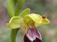Ophrys bilunulata 8, Saxifraga-Hans Dekker