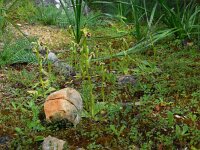 Ophrys bombyliflora 36, Saxifraga-Ed Stikvoort