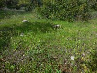Ophrys bombyliflora 39, Saxifraga-Ed Stikvoort