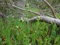 Ophrys bombyliflora 42, Saxifraga-Ed Stikvoort