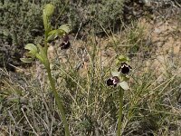 Ophrys dyris 13, Saxifraga-Willem van Kruijsbergen